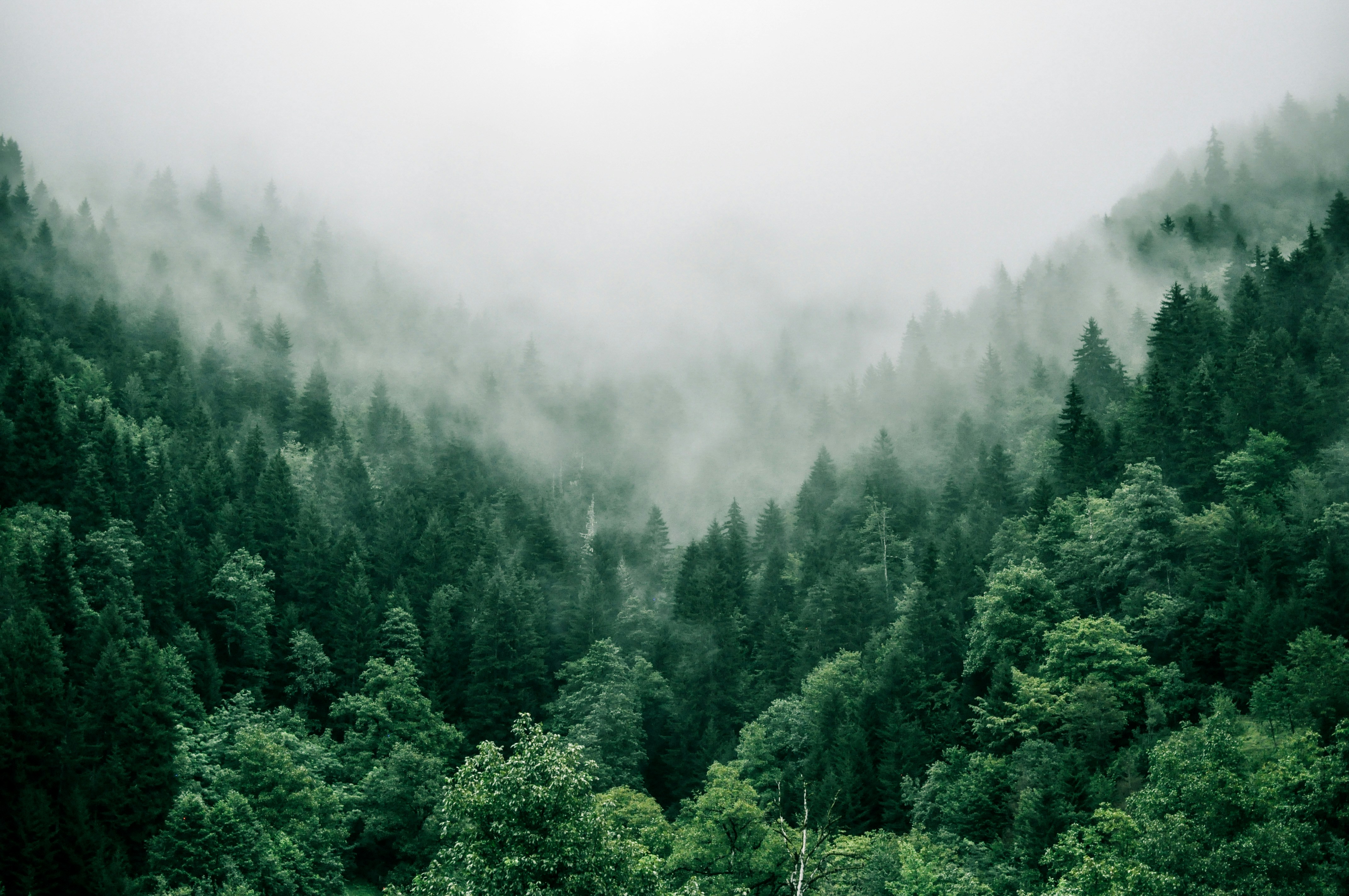 Every tree counts - Project Vruksha Foundation
