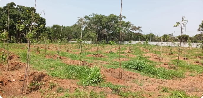 3000 Trees Plantation Drive at KMF